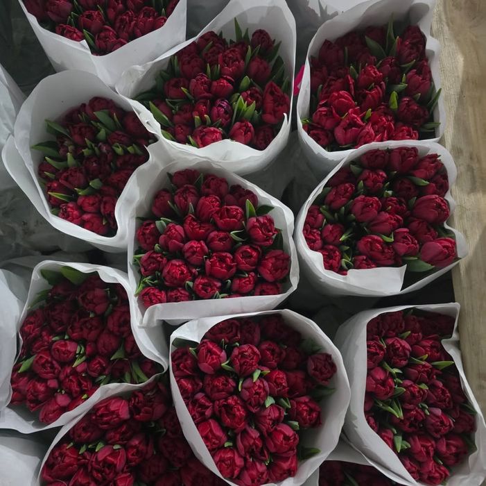 Тюльпаны свежие 25шт банч