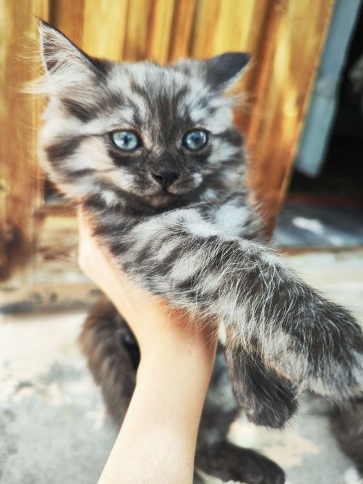 Отдам кошку сибирский и её котёнка