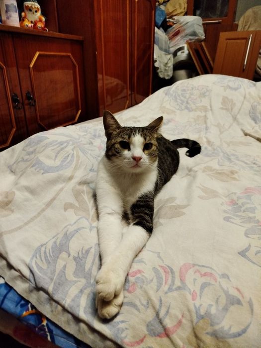 Отдам кота в добрые руки