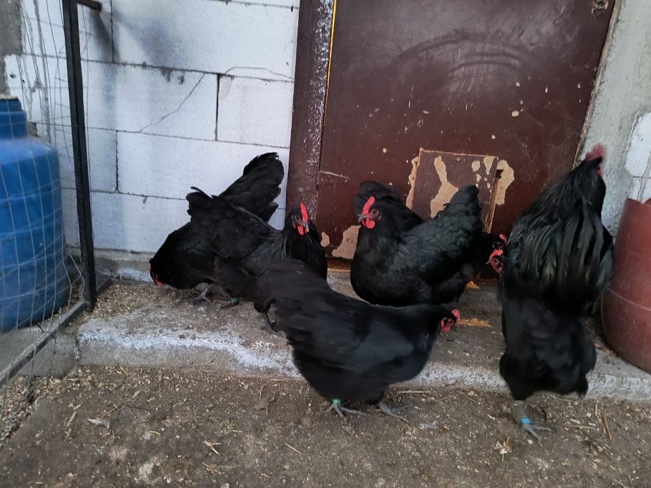 Oua incubat australorp negru