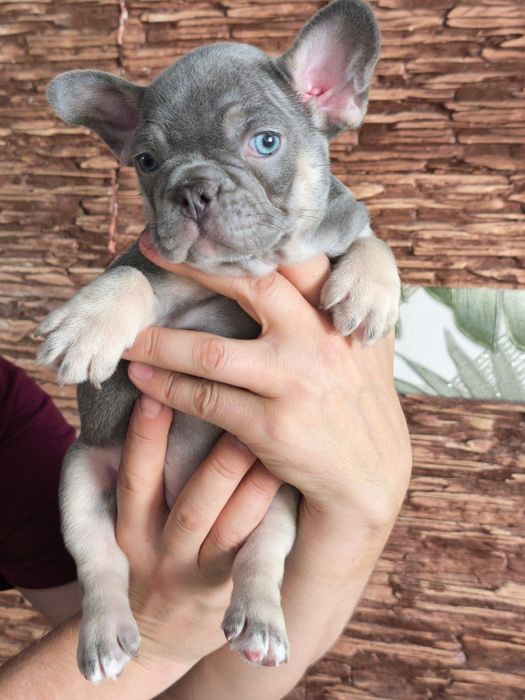 Малыши французики