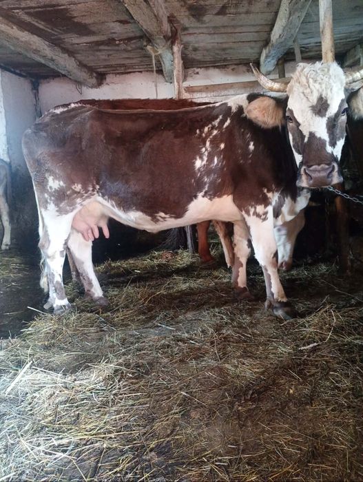 Vând vaca fătată recent