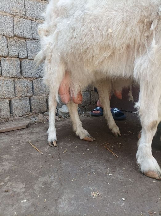 Ona bola echkila sotiladi