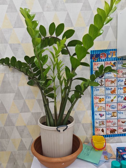 Продам растения комнатные