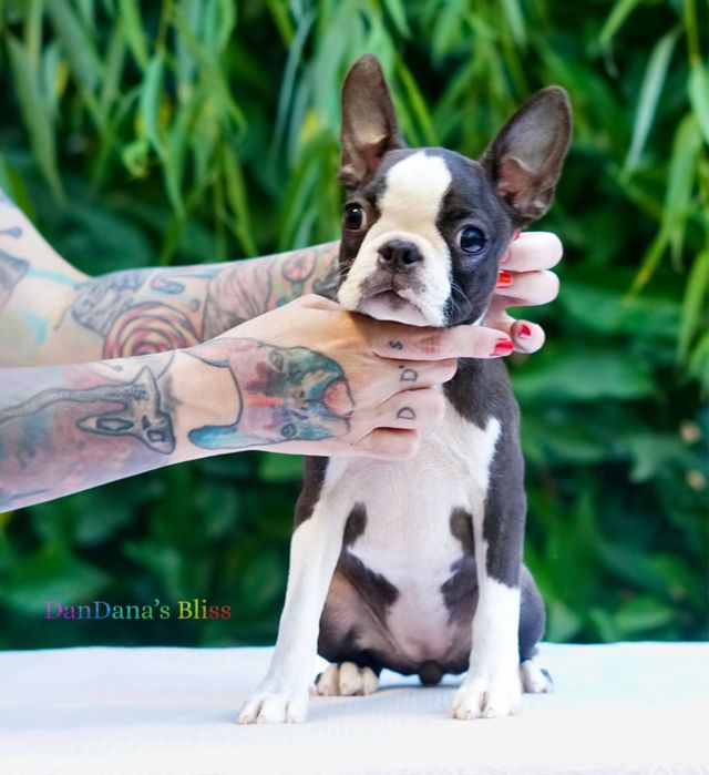 Boston terrier cu pedigree - fetita