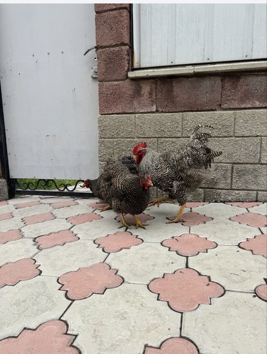 Инкубатцонные яица Плимутрок