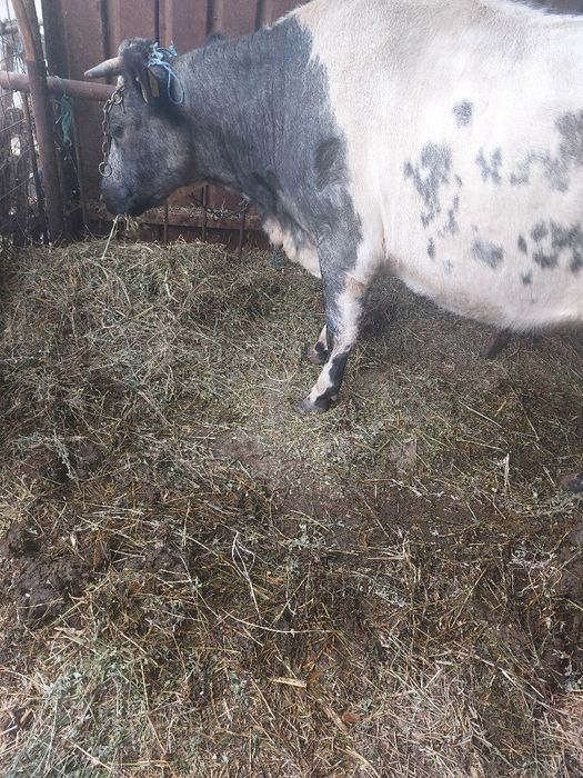 Vand vacă primul vitel+3 vitei