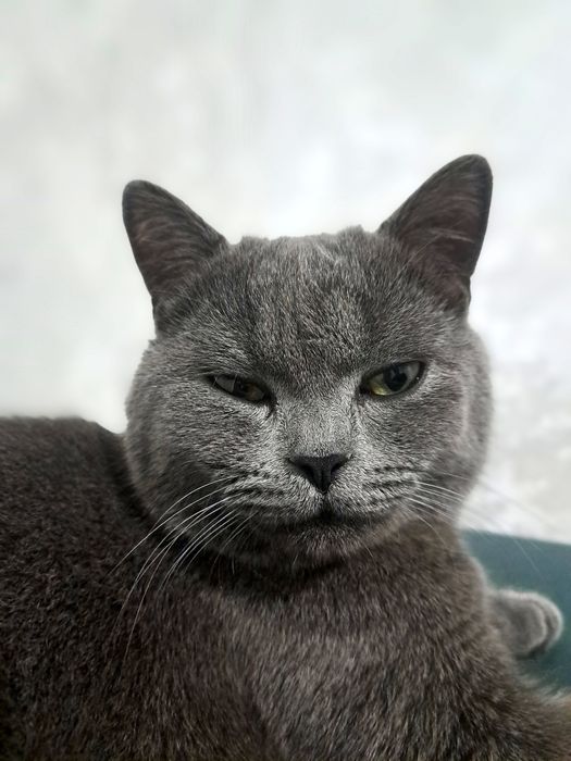 Mushuk zoti britan short hair