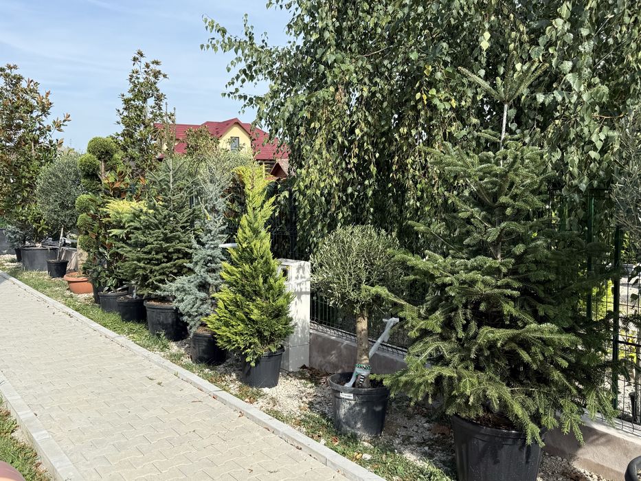 Vand plante ornamentale de calitate extra
