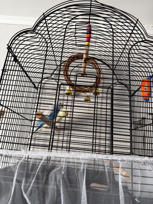 Продам клетку с попугаями