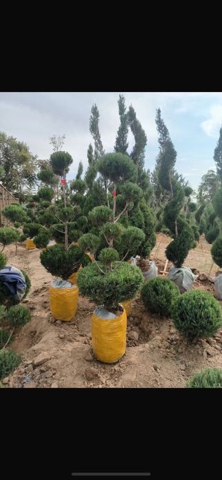 Саженцый  яблоня