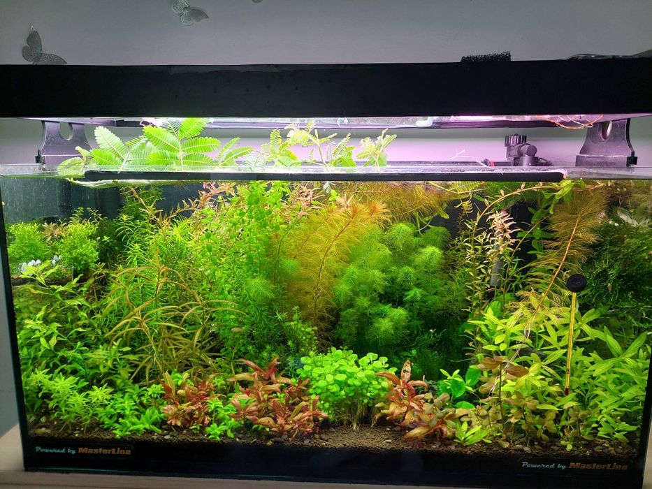 Pachete plante acvariu, accesorii