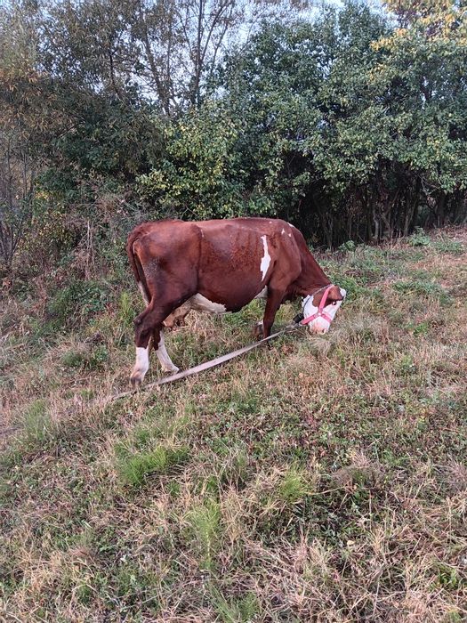 Vaca cu vițel de 4 luni