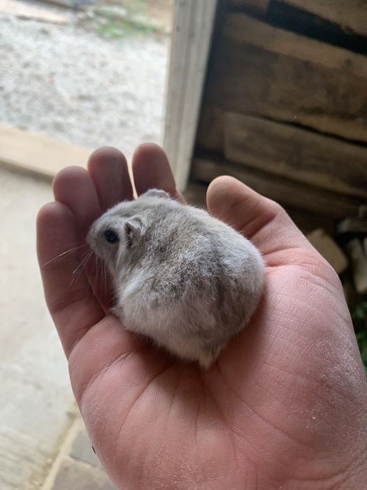 Vand hamster cu cusca