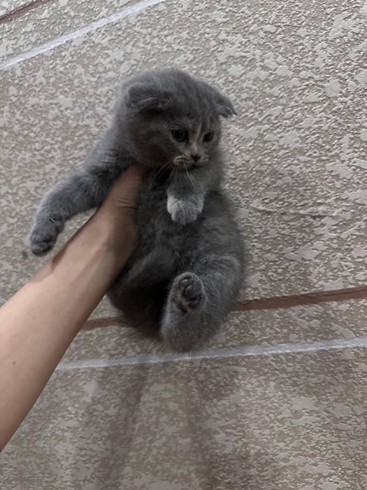 Тоза зотлик скотиш фолд