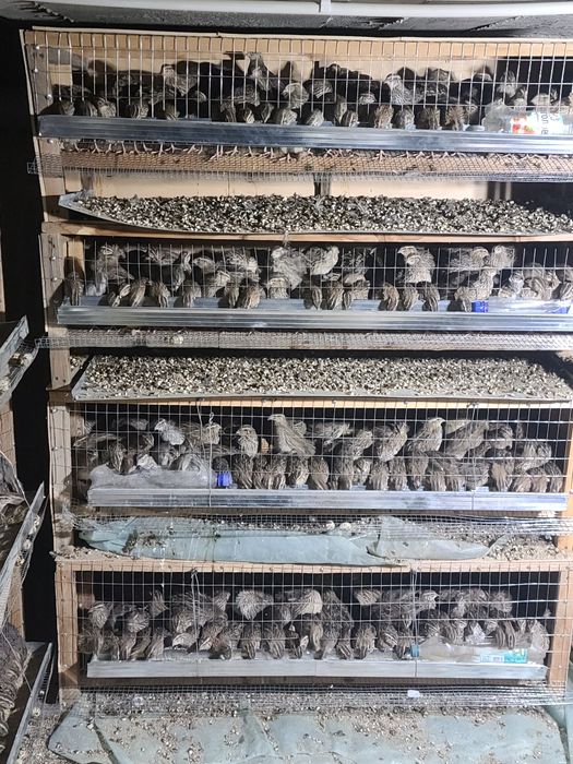 Tayyor biznes qilmoxchi bòlganlarga