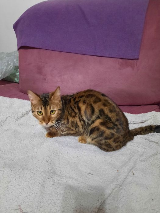 Бенгальские кошки в Астане