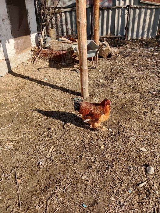 Бройлер балапан қораз