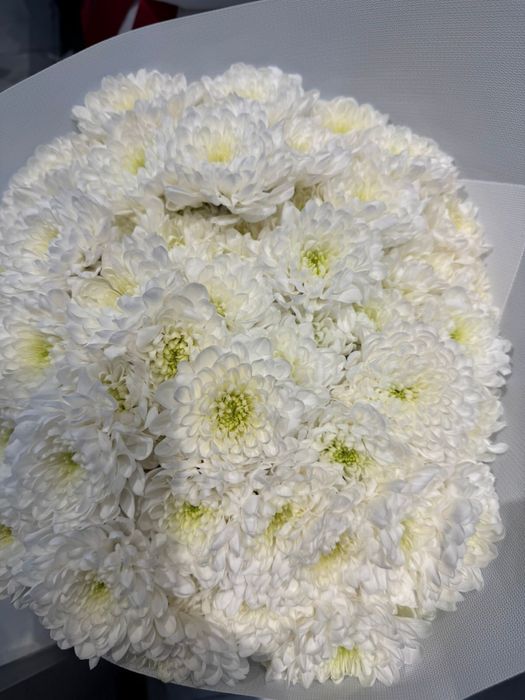 Продам цветы дешево!