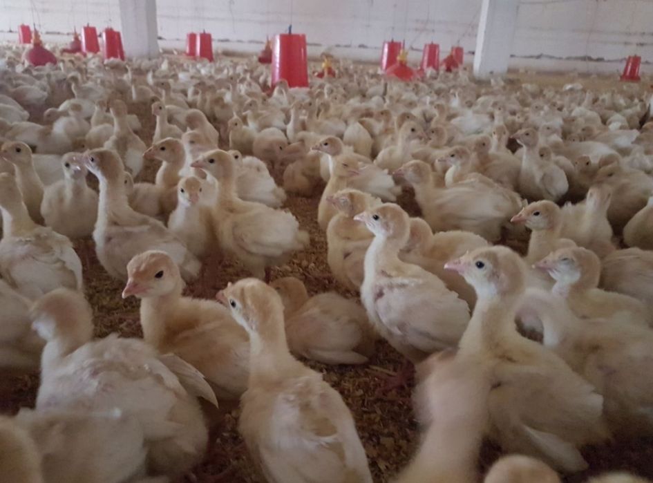 Big 6 tayyor kurka joʻjalari birinchi qoʻl bizda 12 Viloyat boʻylab