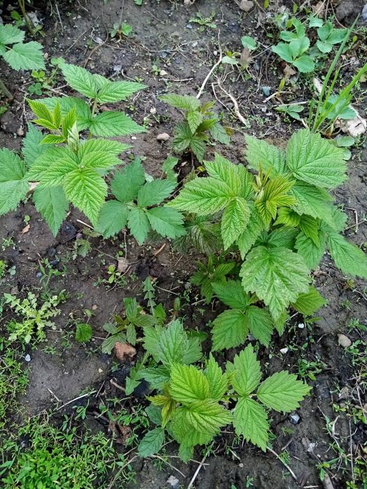 Продам рассады и саженцы.