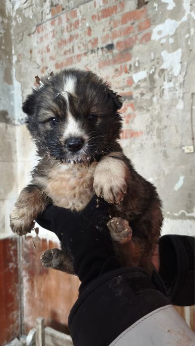 Щенки ищут дом и заботливых хозяев!