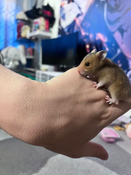 Hamster sirian de vanzare