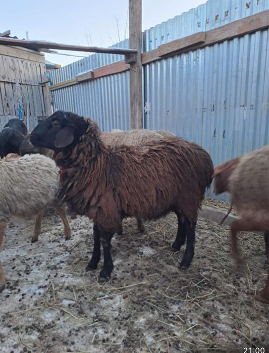 Продам барана жирного