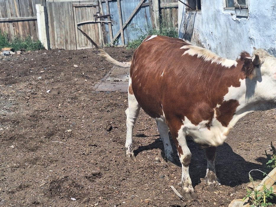 Продам телку возраст 2 года