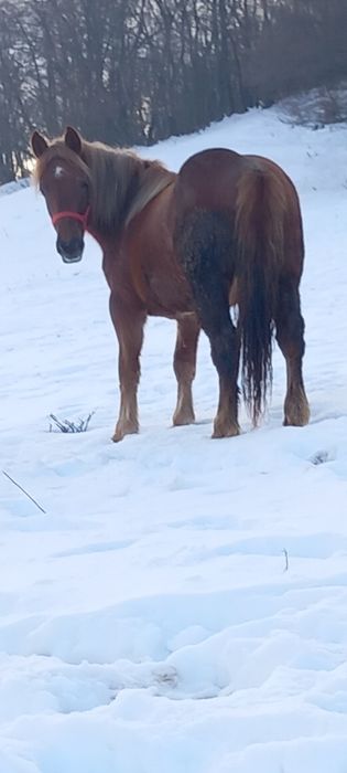 Manza de un an pe doi