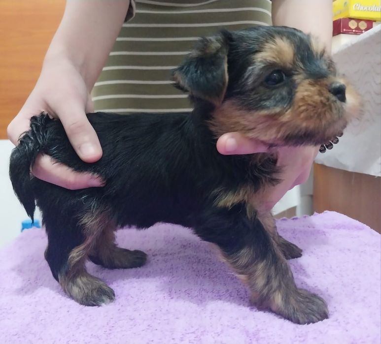 Щенки йоркширский терьер