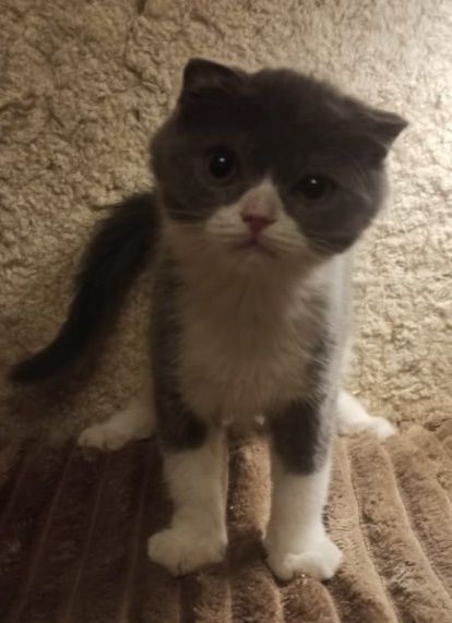 Породистые котята