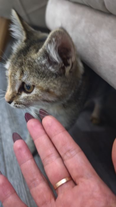 Катенок девочка. Очень ласковая