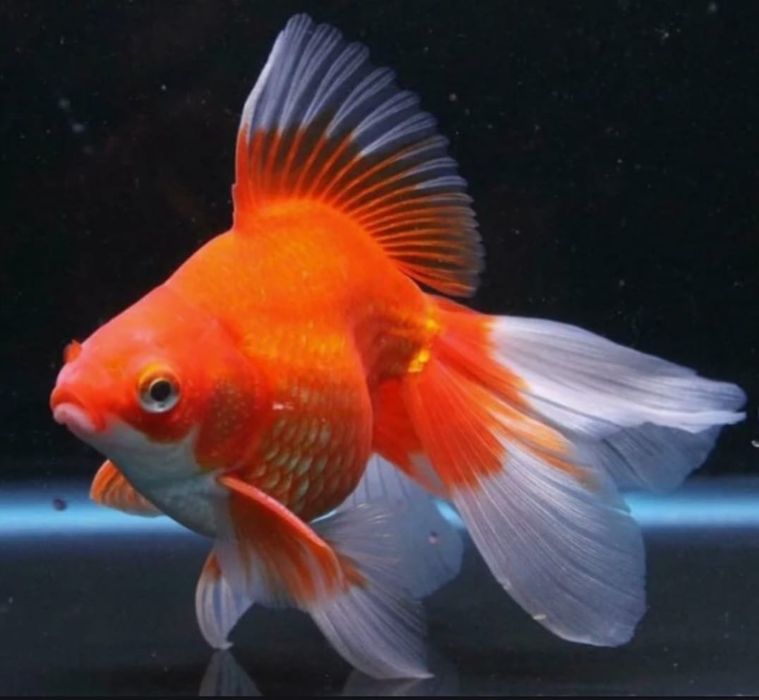 Рыбки для акварюма