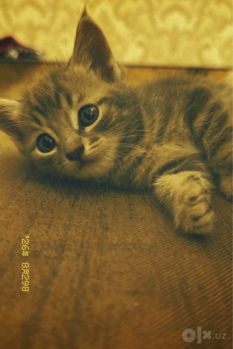 продаем породистых вислоухих котят