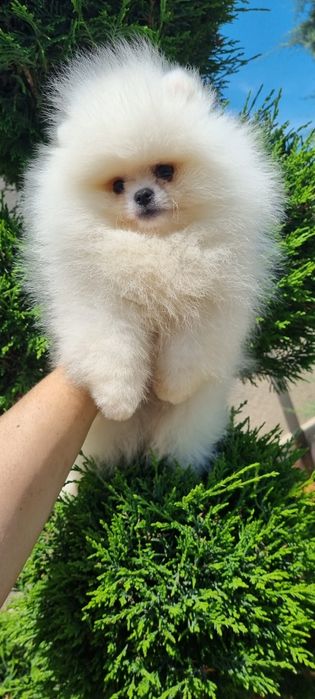 Померан померанче мини