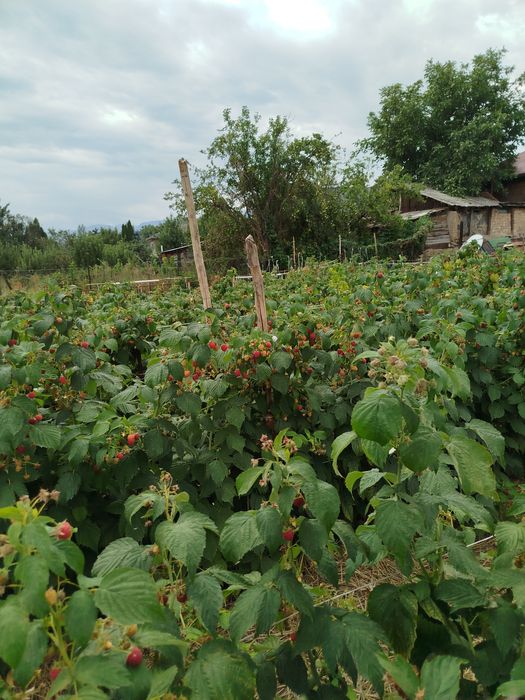 Продам саженцы ремонтантной малины