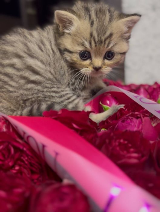 Котенок девочка, метис
