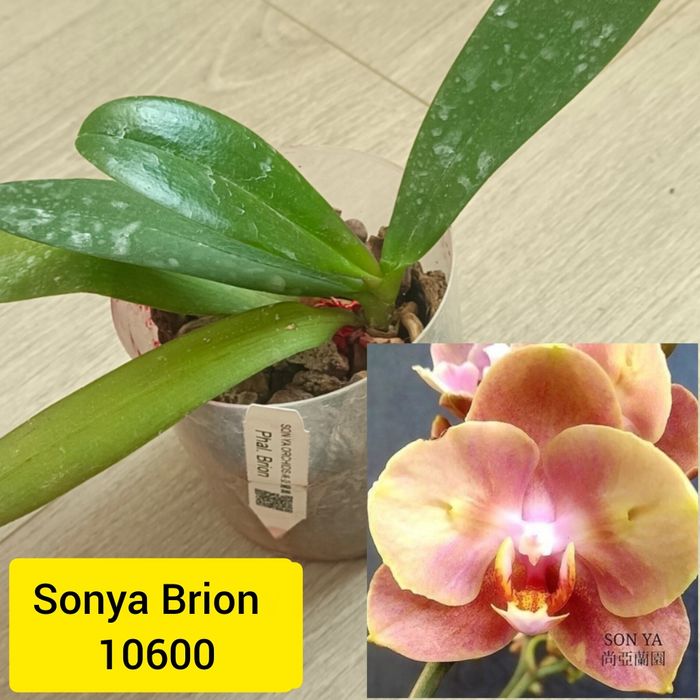 Орхидеи сортовые