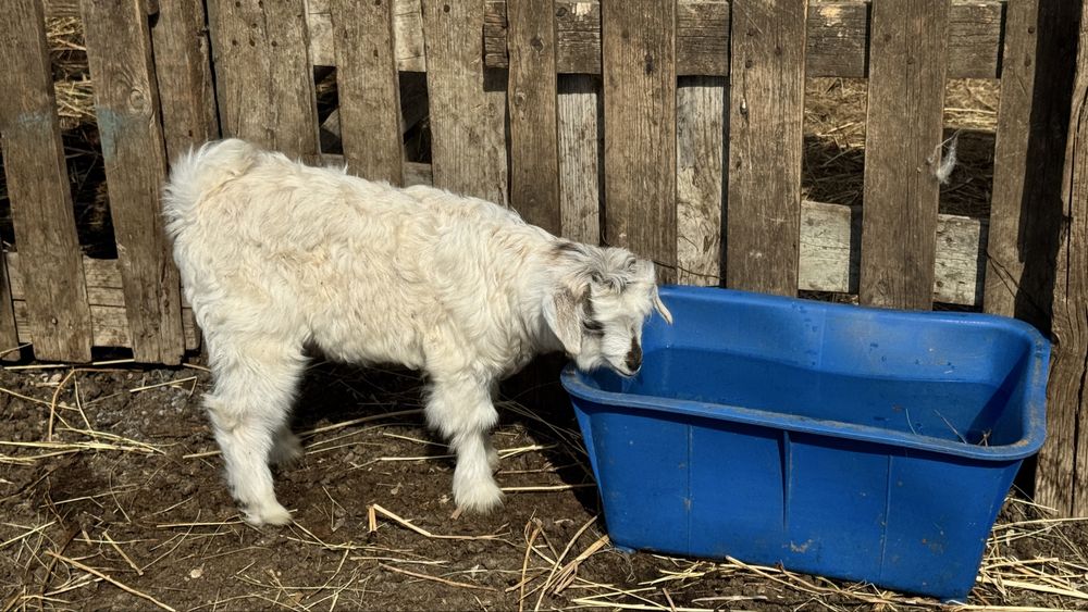 Ешкілер лақтарымен сатылады торг бар