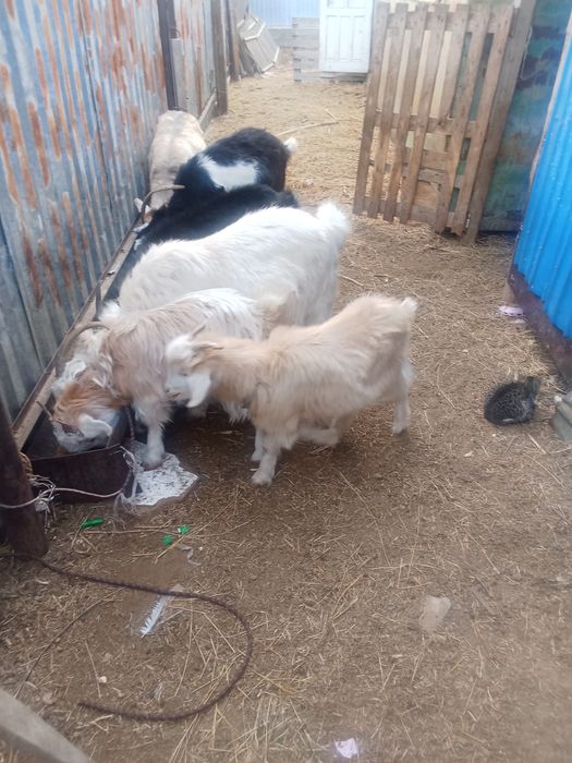 Ешки сатылады жаксы куйде