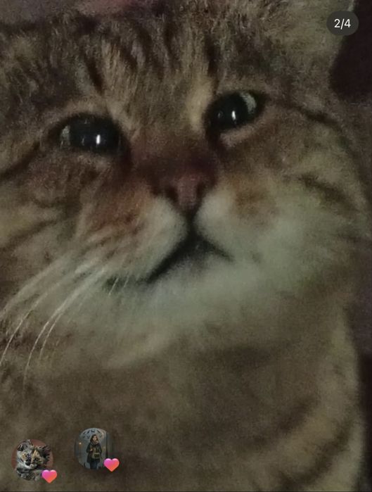 Котфей  бесплатно