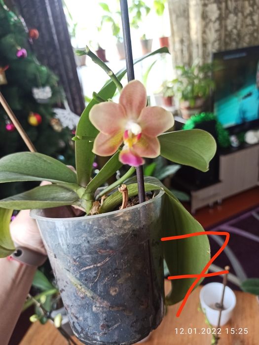 Продам орхидеи..