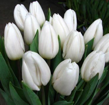 Тюльпаны оптом и в розницу