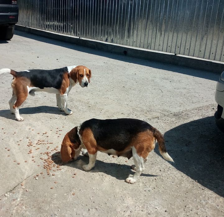Beagle tricolor mascul