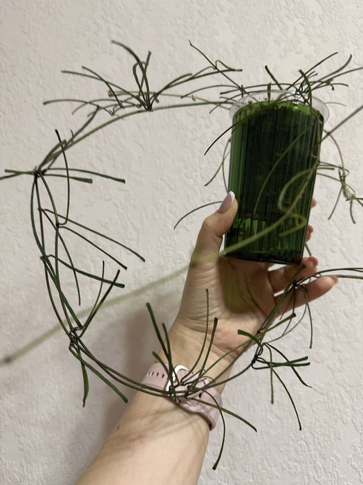 Hoya Retusa хоя,  ретуса