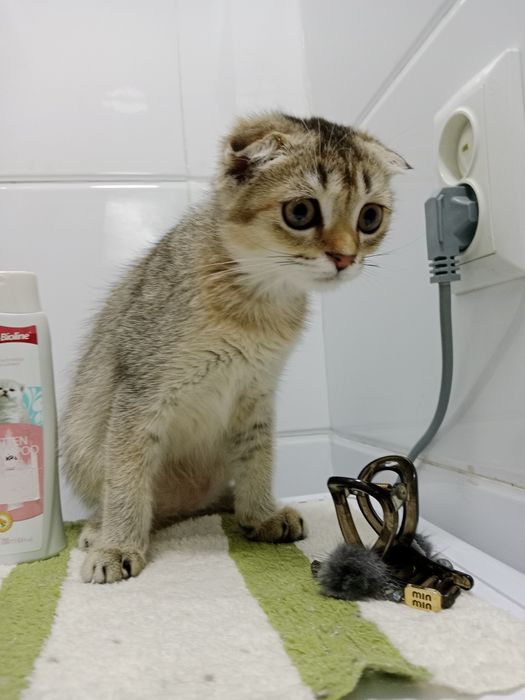 Выросла шикарная девочка 8 Мес