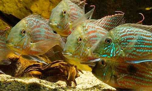 Геофагус Свени Парана