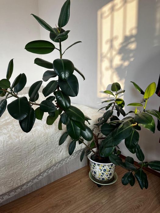 Фикус каучуконосный