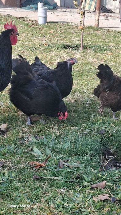 Хўроз ва товуқлар